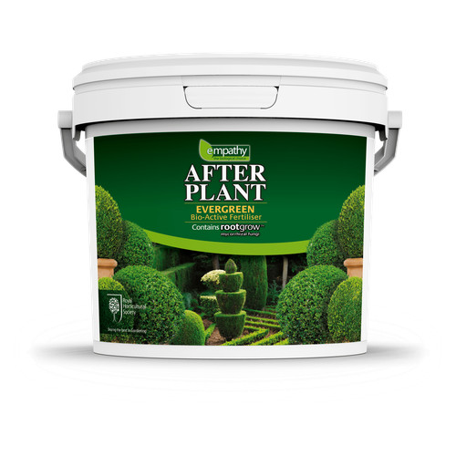 Evergreen buxus plant - evergreen,
